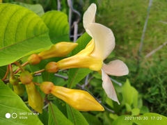 Odontadenia semidigyna