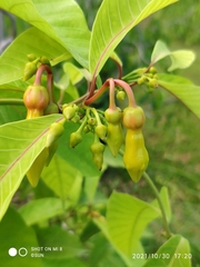 Odontadenia semidigyna