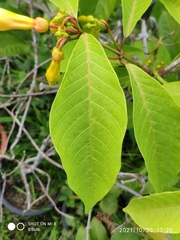 Odontadenia semidigyna