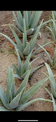 Pituophis vertebralis