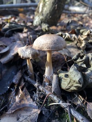Omphalotaceae