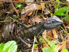Calotes emma