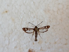 Pyropteron