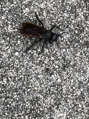 Pygodasis quadrimaculata