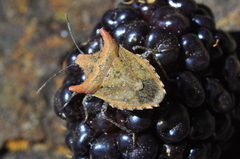 Euschistus cornutus