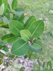 Cratoxylum glaucum