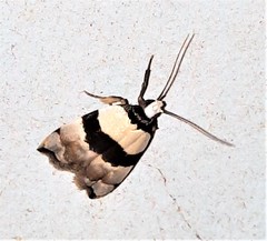 Zonopetala glauconephela