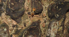 Odontotermes formosanus