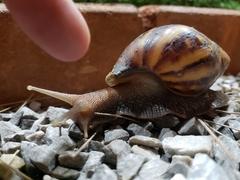 Lissachatina fulica