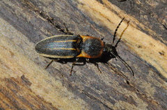 Elateridae