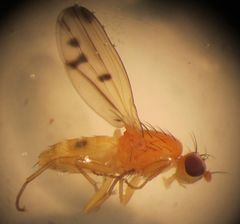 Opomyza florum