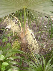 Thrinax radiata