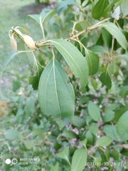 Cinnamomum cassia