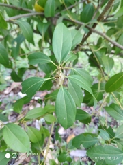 Cinnamomum cassia