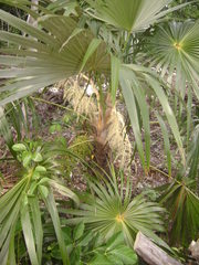 Thrinax radiata
