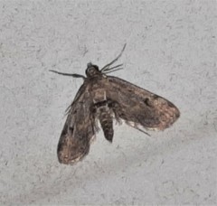 Parapoynx crisonalis