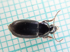 Harpalus tardus