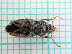 Harpalus tardus
