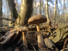 Omphalotaceae