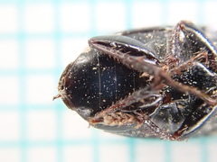 Harpalus tardus