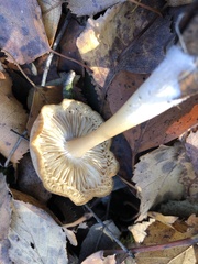 Omphalotaceae