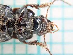 Harpalus tardus