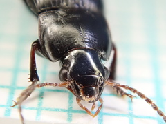 Harpalus tardus