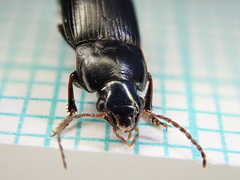 Harpalus tardus
