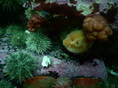 Halocynthia pyriformis