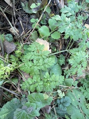 Anthriscus sylvestris