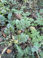 Anthriscus sylvestris