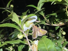 Thysanoplusia intermixta