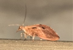 Megalomina acuminata