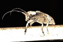 Prosoplus bankii