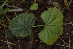 Malva thuringiaca