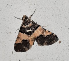 Nacoleia mesochlora