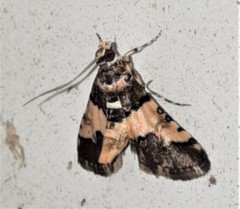 Nacoleia mesochlora