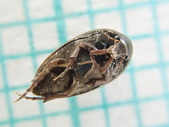 Eucinetus haemorrhoidalis