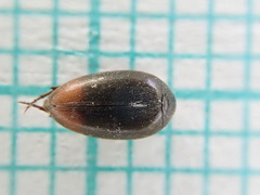 Eucinetus haemorrhoidalis