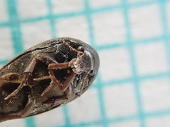 Eucinetus haemorrhoidalis