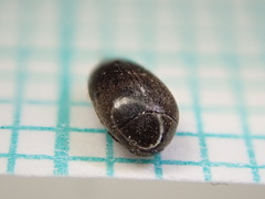 Eucinetus haemorrhoidalis