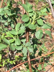 Rosa multiflora