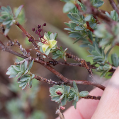 Cliffortia carinata