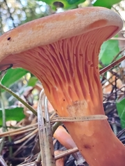 Hygrophoropsis aurantiaca