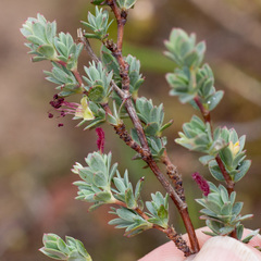 Cliffortia carinata