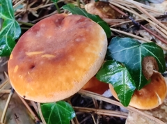 Hygrophoropsis aurantiaca