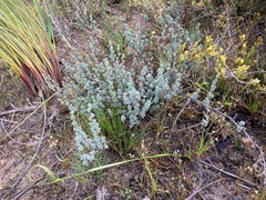 Cliffortia carinata