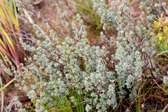 Cliffortia carinata