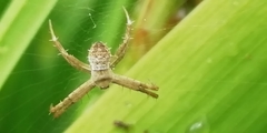 Argiope aemula