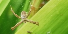 Argiope aemula